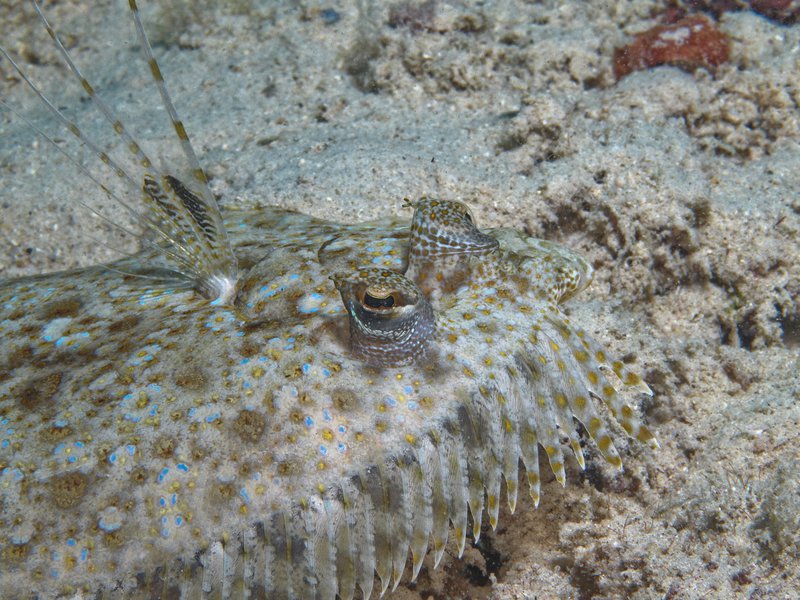 Sole, House Reef